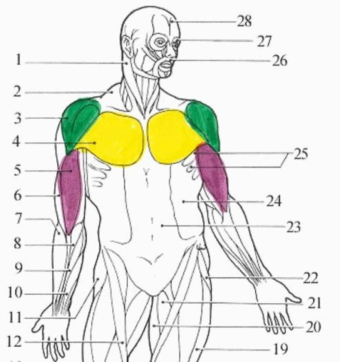 <p>pink muscle</p>