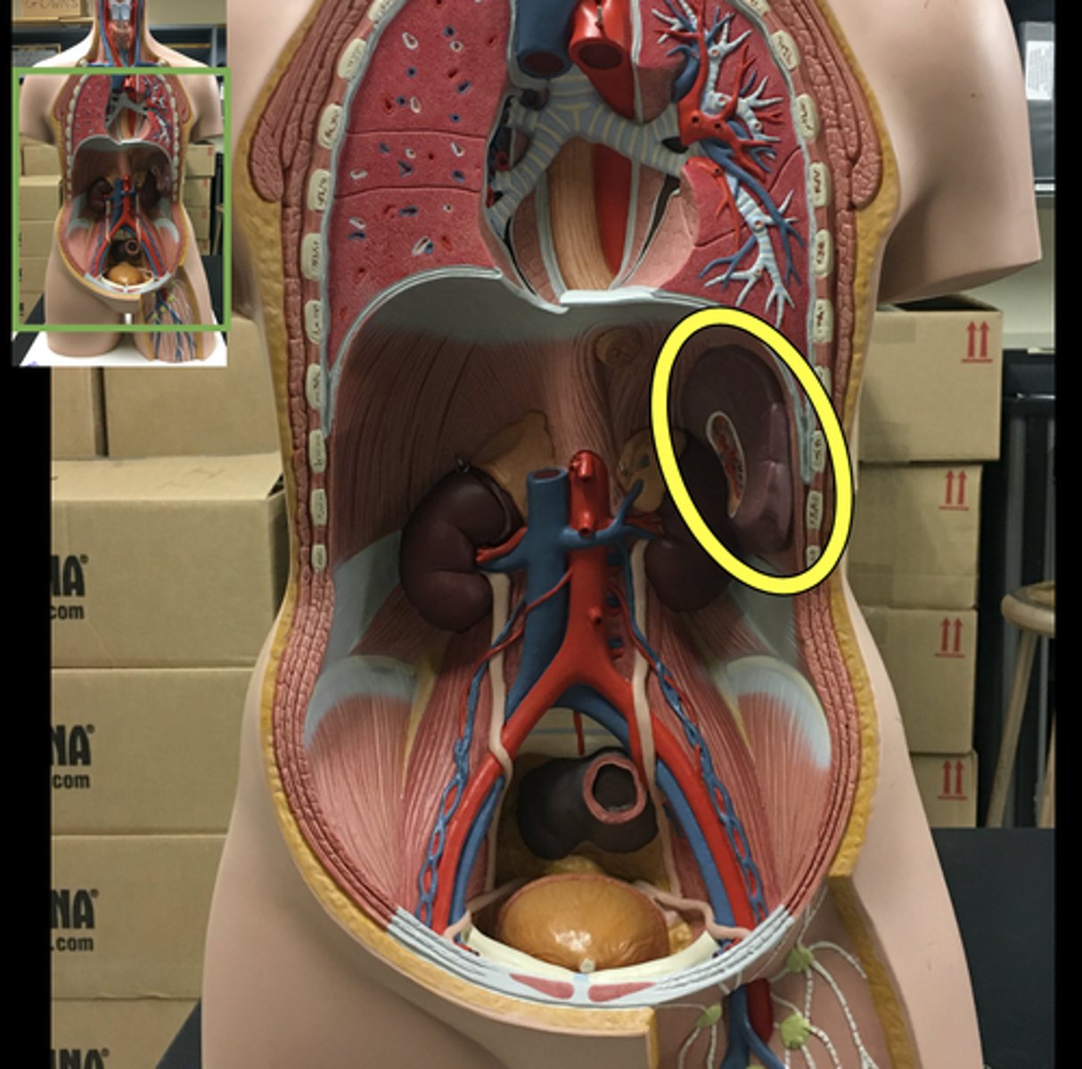 knowt flashcard image