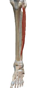<p>Long Extenseur des Orteils</p>