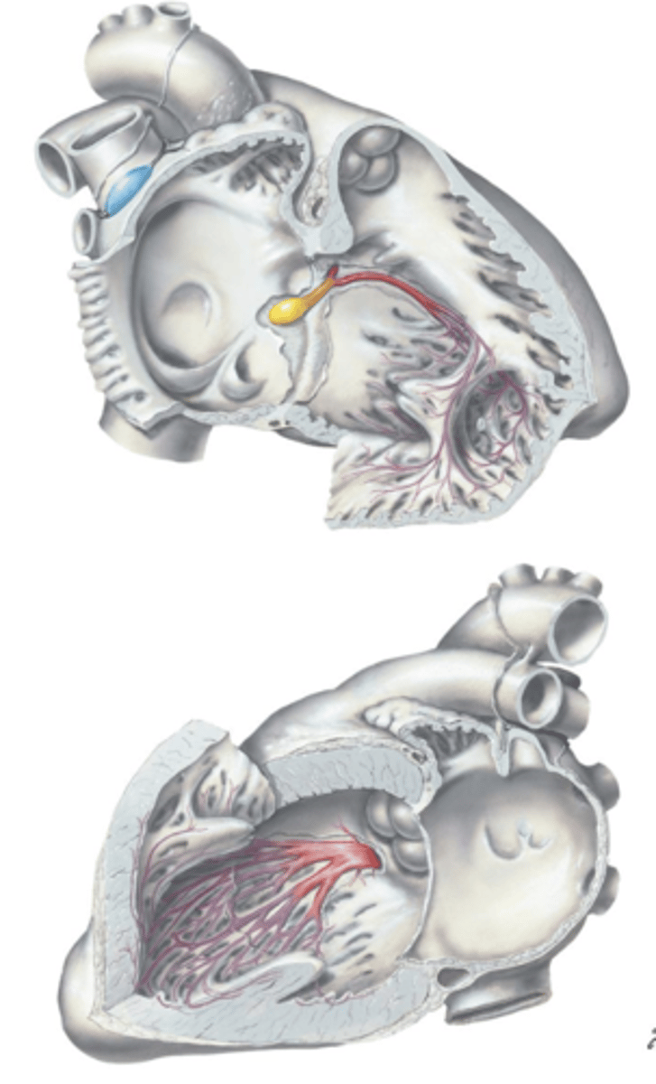 <p>After the SA Node, the impulse is carried to the ___ ___ located within the membranous septum and is carried down the ___ ___.</p>