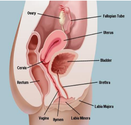 <p><strong>Vagina</strong></p><p>-Outlet for menstrual flow, also the site to receive sperm </p><p>-Connects uterus with outside world and functions as _____ _____, approximately 8-10 cm in length </p><p>-Contains ______. Tissue there is stratified ___________ epithelium, which secretes an _______ fluid</p><p>-The _________ partially covers the vaginal opening </p><p>-The _______ is a narrow space between the wall of the cervix and wall of the vagina </p>
