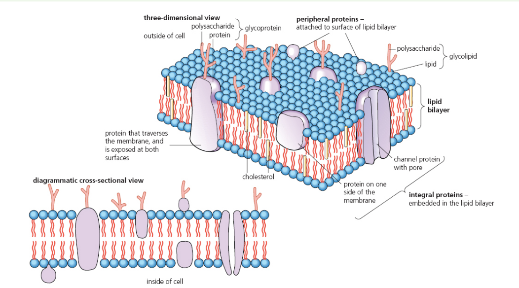 <ul><li><p>“fluid” - phospholipids are constantly moving</p></li><li><p>“mosaic” - proteins are scattered throughout the bilayer like tiles in a mosaic</p></li></ul><p></p>