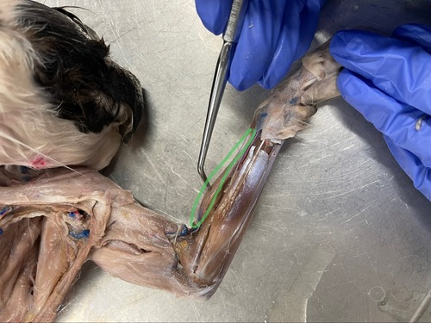 <p>O: humerus</p><p>I: styloid process of radius</p><p>A: flexes elbow</p>