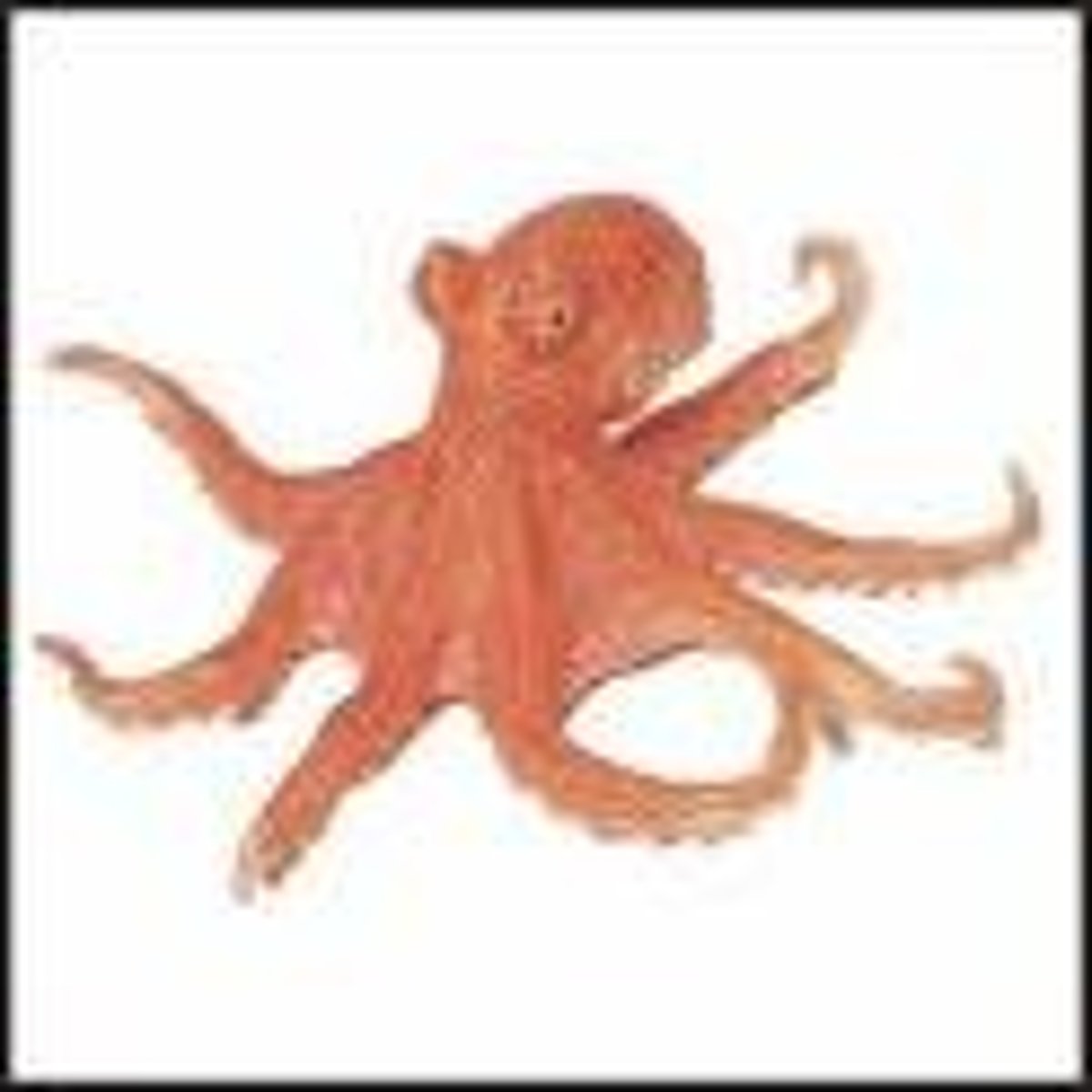 <p>squid, octopus, clams, snails, nudibranchs, clams, mussels</p>