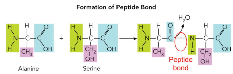 <p>Involves (Polymer: Protein)</p><ul><li><p>Covalent bond between amino group of one amino acid another carboxyl group of another amino acid</p><ul><li><p>Summary: Holding <strong>two</strong> amino acids</p></li></ul></li></ul><p></p>
