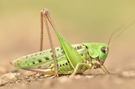 <p>Grasshoppers (Sprinkhanen en Krekels)</p>