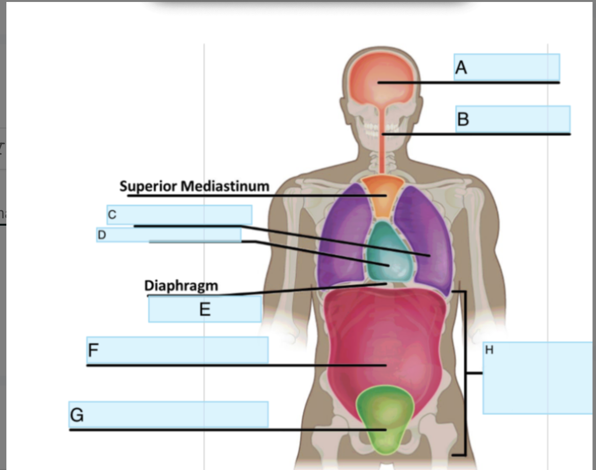 <p>What Cavity is H</p>