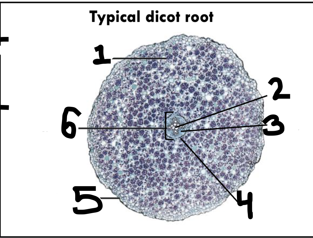 <p>Label these - monocot or dicot?</p>