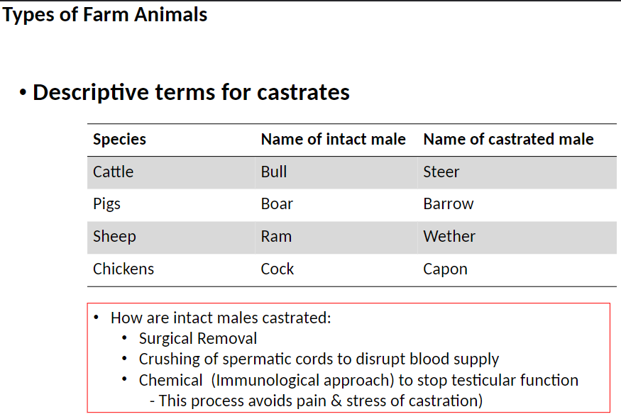 <p><strong>Cattle</strong><br>āIntact male ā Bull<br>āCastrated male ā Steer</p><p><strong>Pigs</strong><br>āIntact male ā Boar<br>āCastrated male ā Barrow</p><p><strong>Sheep</strong><br>āIntact male ā Ram<br>āCastrated male ā Wether</p><p><strong>Chickens</strong><br>āIntact male ā Cock<br>āCastrated male ā Capon</p><p><strong>Methods of Castration</strong><br>āSurgical removal of testes<br>āCrushing of spermatic cords to stop blood supply<br>āChemical or immunological approach to stop testicular function<br>āāThis method avoids pain and stress associated with traditional castration</p>