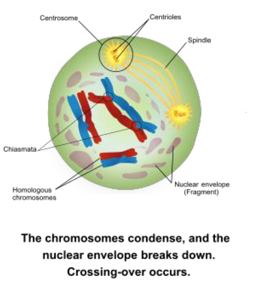 <p>-chromosomes condense further - first point in meiosis where the four parts of the tetrads are actually visible</p><p>-chiasmatas clearly visible</p><p>-closely resembles prometaphase</p>