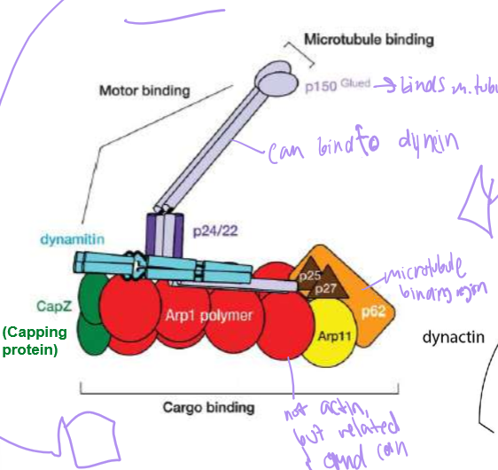 <p>Dynein’s cofactor: it has another end for microtubule binding, an ARP1 (that’s surprisingly not actin)&nbsp; polymer capped with Cap Z, and topped with dynamatin. They help stabilize dynein’s steps and cargo</p>