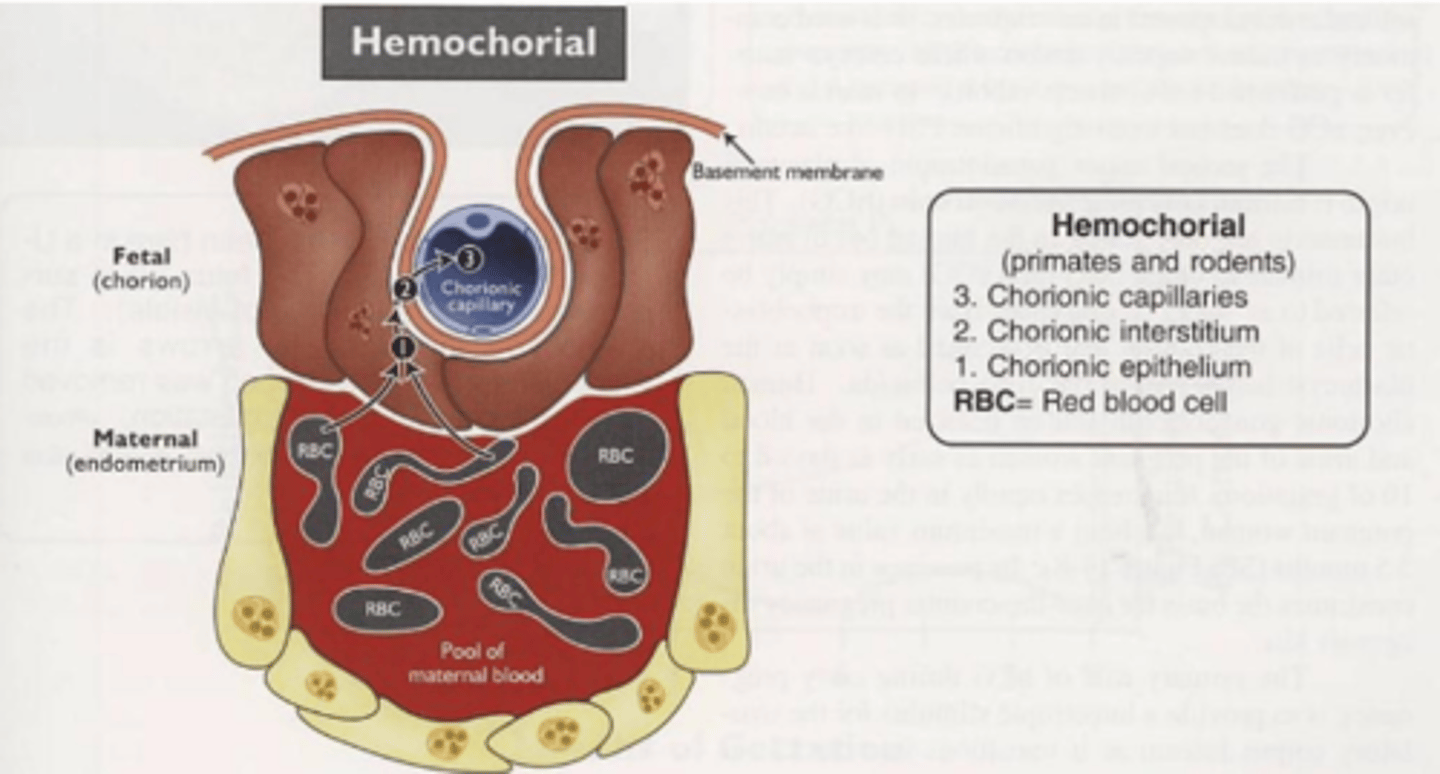 <p>3 layers</p><p>most invasive</p><p>chorionic epithelium in direct apposition to maternal pools of blood</p>
