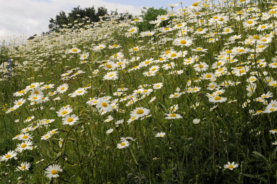 <p>Ahopäivänkakkara</p>