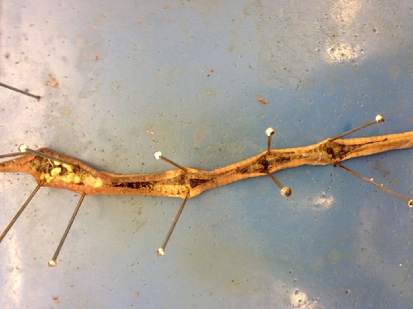 <p>Found in anterior end of annelid</p>