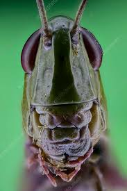 <p>What part of the body is A?</p>