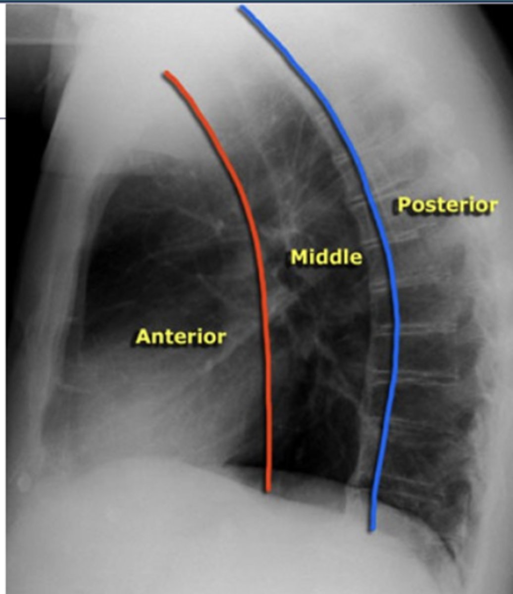 <p>What structures are located in the posterior mediastinal compartment?</p>