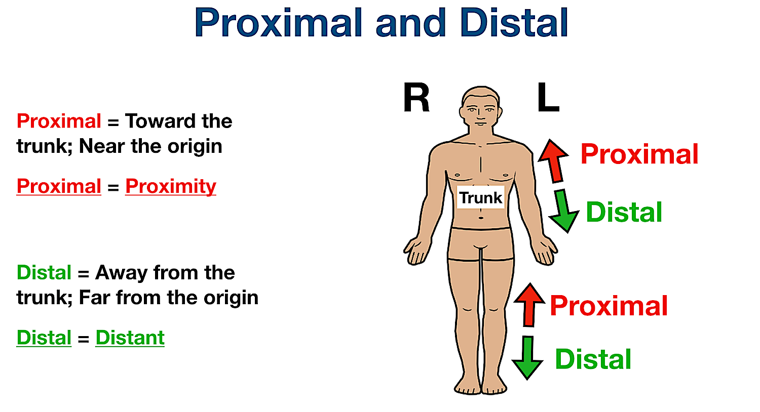 <p>proximal: towards trunk *proximity distal: away from trunk *distant</p>