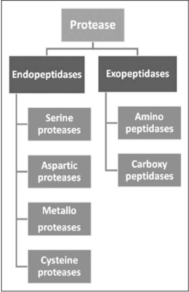 <p>-Amino peptidases<br>-Carboxyl peptidases</p>