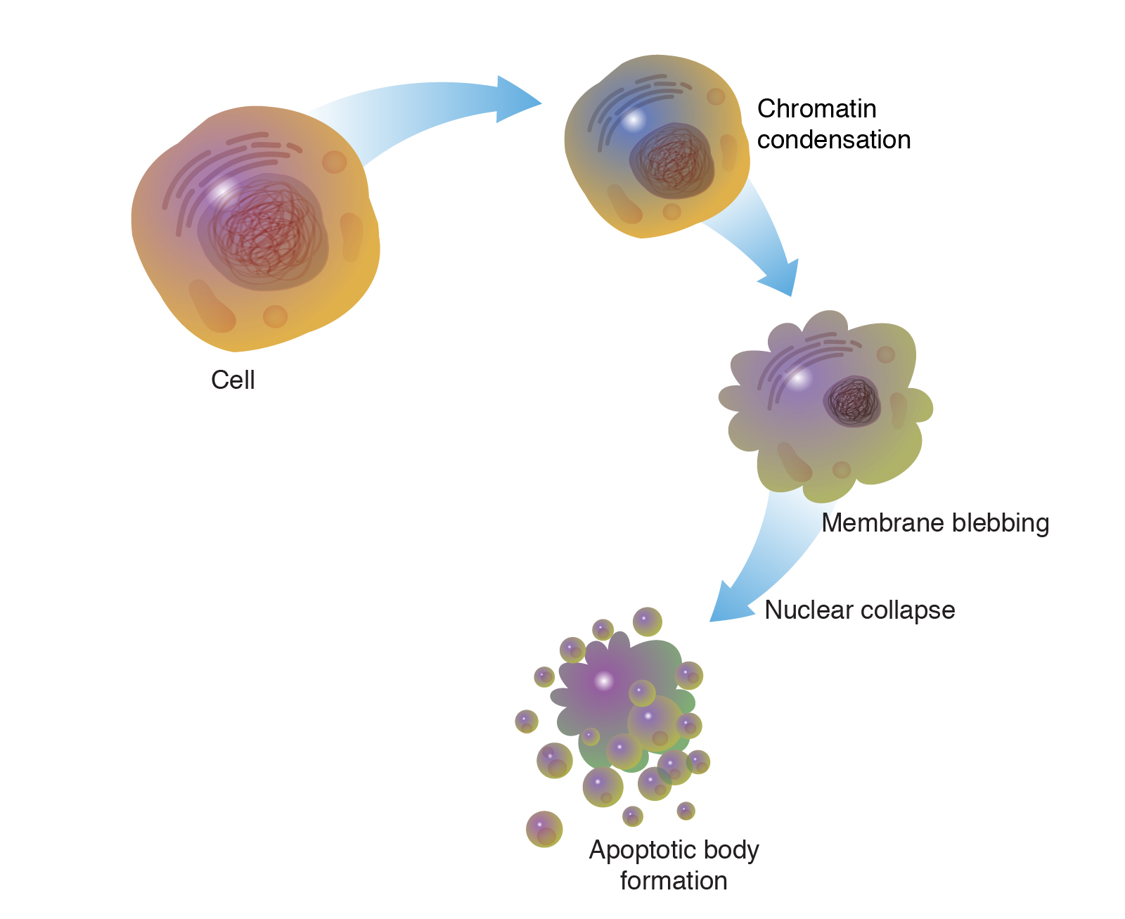 <p>Programmed cell death. Allows the cell to die in a controlled manner preventing the release of potentially damaging molecules from inside the cell.</p>