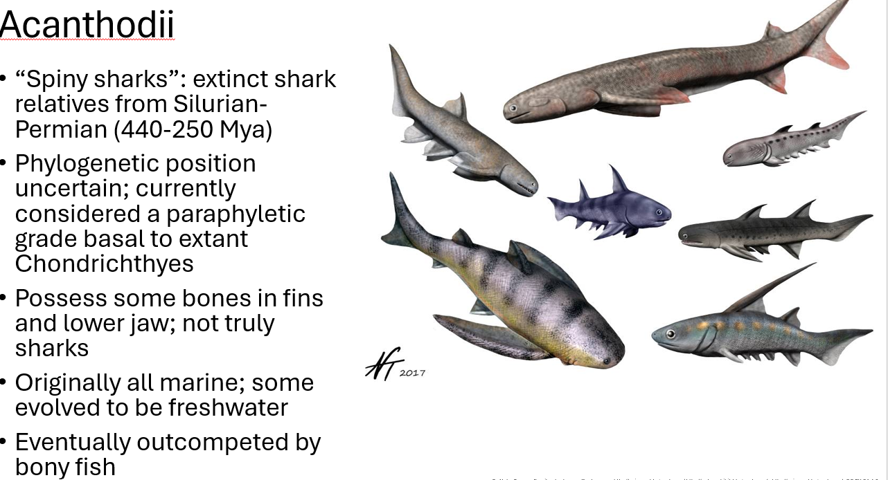 <p><span style="color: rgb(0, 0, 0);"><span>“Spiny sharks”: extinct shark relatives from Silurian-Permian (440-250 Mya)<br>• Phylogenetic position uncertain; currently considered a paraphyletic grade basal to extant Chondrichthyes<br>• Possess some bones in fins and lower jaw; not truly sharks<br>• Originally all marine; some evolved to be freshwater<br>• Eventually outcompeted by bony fish</span></span></p><p><span>•Possess some bones in fins and lower jaw; not truly sharks</span></p><p><span>•Rhomboid scales similar to modern day gars</span></p>