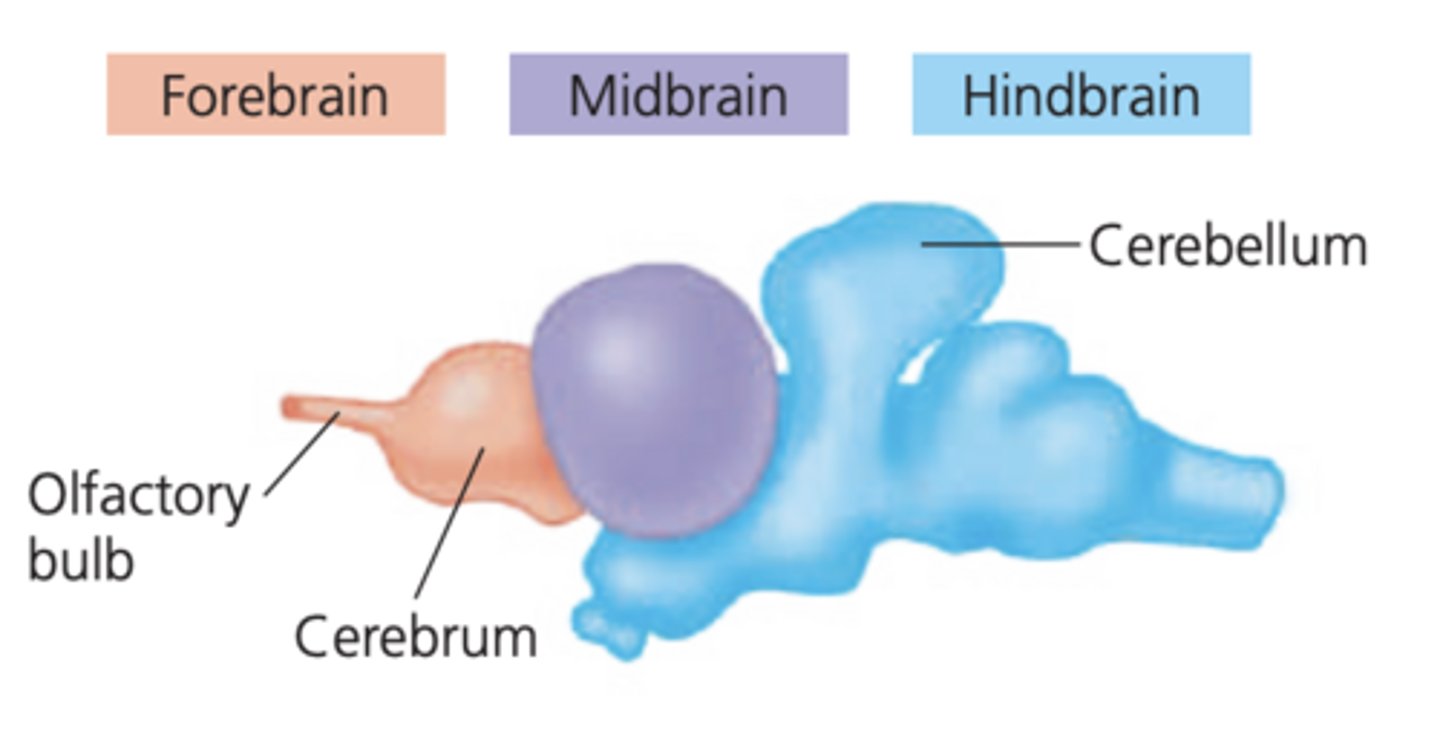 <p>controls involuntary activities, such as blood circulation, and coordinates motor activities, such as locomotion</p>