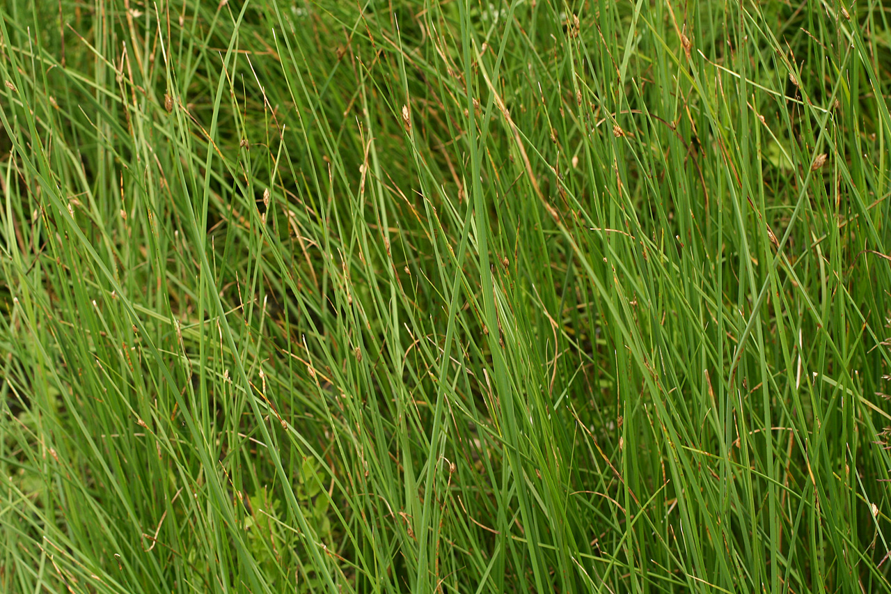FamilyL Cyperaceae

SN: Schoenoplectus pungens