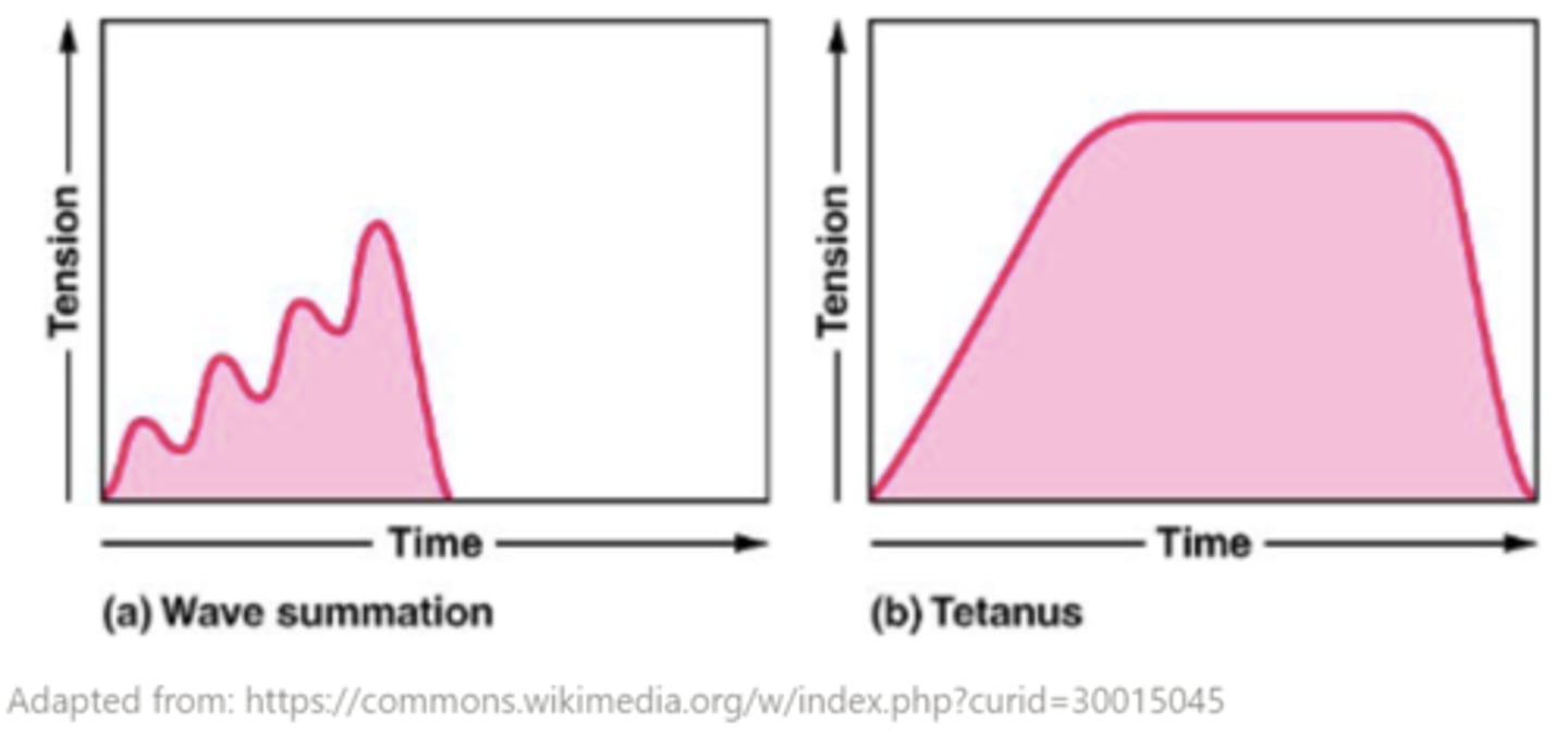 <p>tetanus</p>