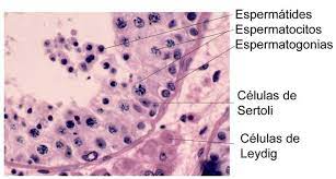 las __________ son las encargadas de producir testosterona

\- estimuladas por LH