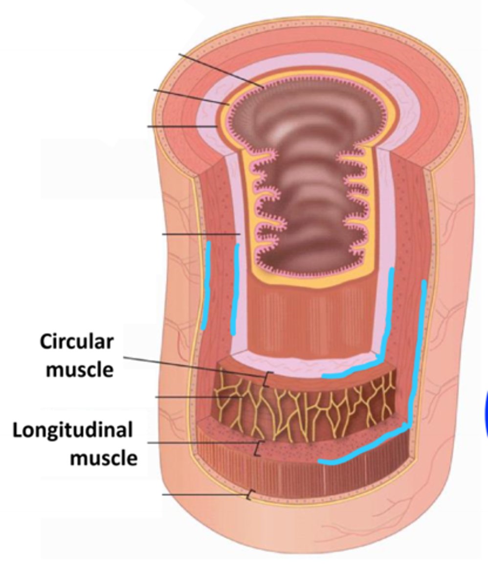 <p>layer of smooth muscle external to the submucosa; consists of a circular, longitudinal, and oblique layer (in stomach only)</p>