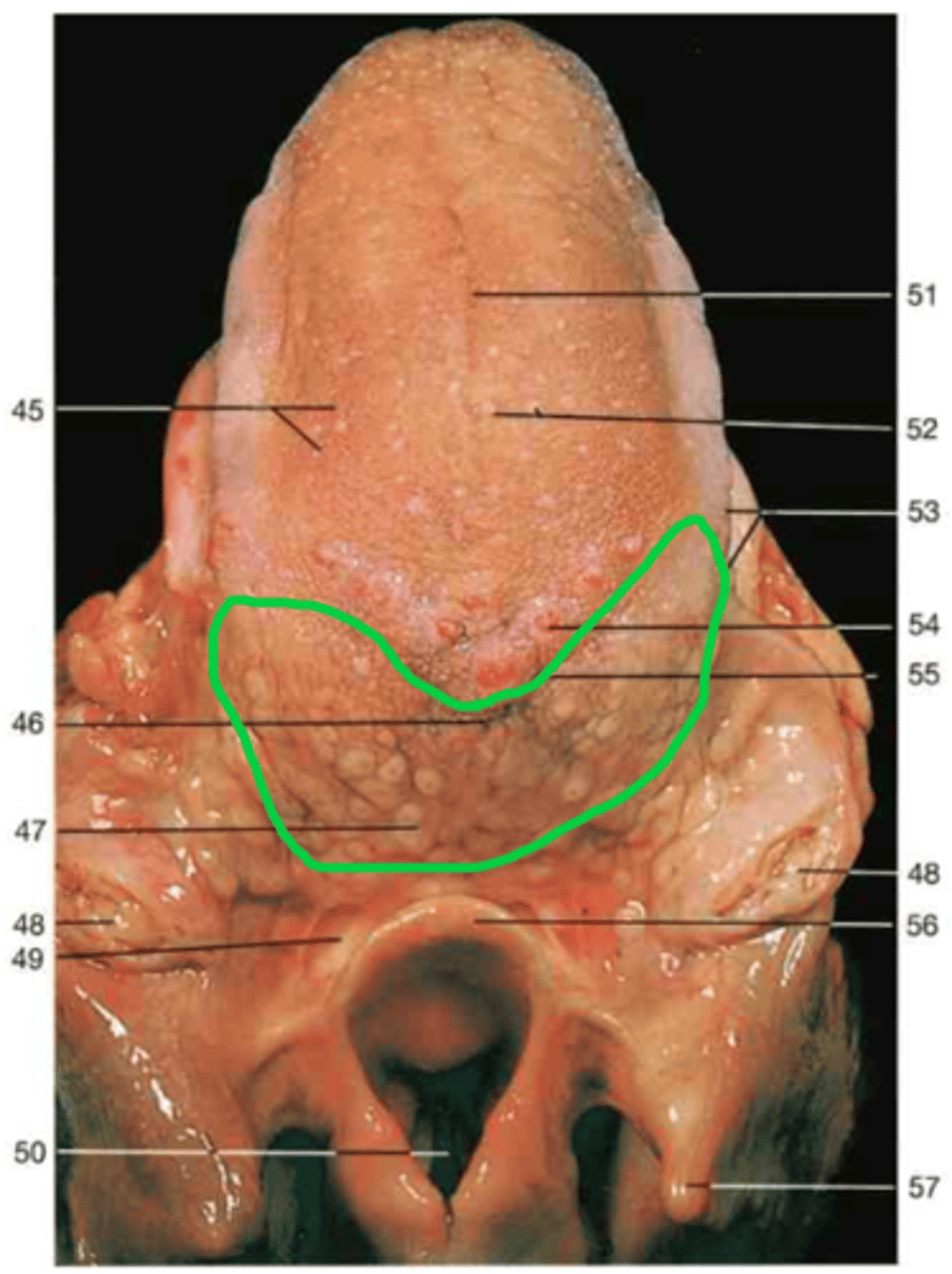 <p>Black bumps at base</p>