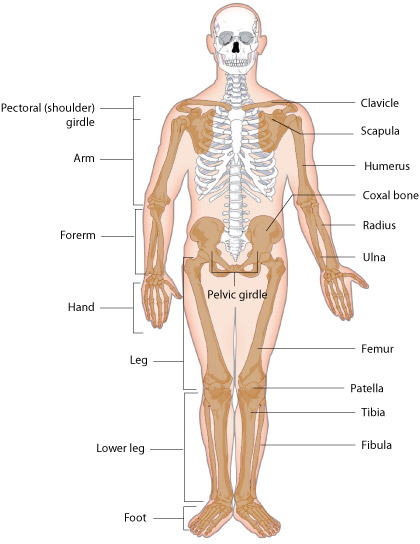 <ol><li><p>Pectoral girdle </p></li><li><p>Pelvic girdle </p></li><li><p>Bones of upper and lower limbs </p></li></ol><p></p>