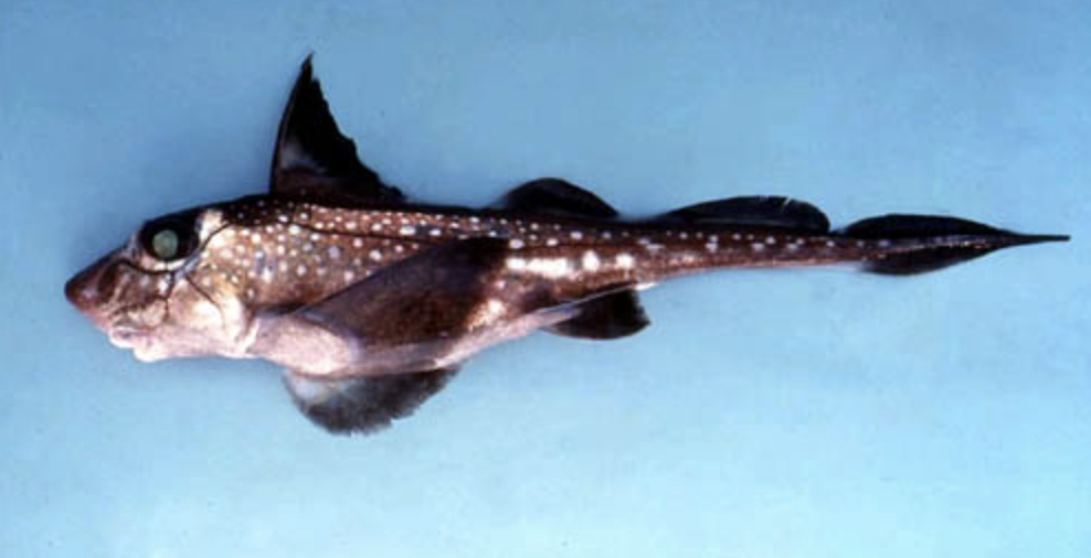 <p>ratfish/chimera</p><p></p><p>Key traits:</p><ul><li><p>50-60 species</p></li><li><p>holostylic jaw suspension, upper jaw is fused to the braincase, have a single gill slit covered by an operculum.&nbsp;</p></li></ul><p></p>