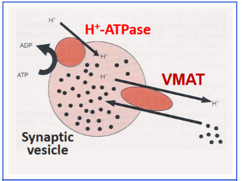 <p>Catecholamines (dopamine, norepinephrine, epinephrine) and indoleamines (e.g., serotonin).</p>