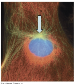 <ul><li><p>where the cell spends most of its life</p></li><li><p>between one M phase and the next</p></li><li><p>includes G1, S phase, and G2</p></li></ul><p></p>