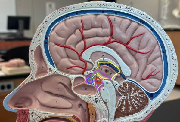 <p>What does the blue circle indicate on the human brain?</p>