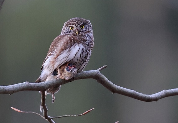 <p>zařaď živočicha do systému</p><p>Třída - řád - čeleď - druh čeština (latina)</p>