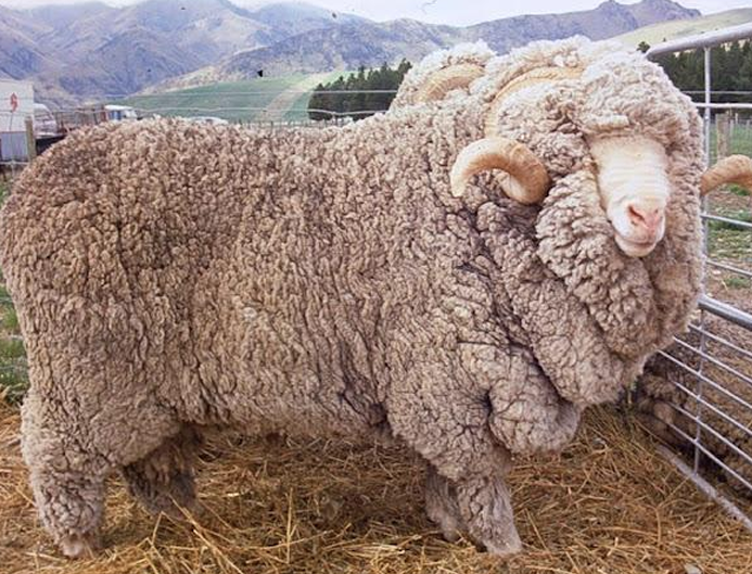 <ul><li><p>Bred specifically for <strong>one gene</strong></p><ul><li><p>Mutation that produces 4-6 lambs</p><ul><li><p>Known for a high reproduction rate</p></li></ul></li></ul></li><li><p>Inbreeding has caused problems</p><ul><li><p>Greasy fleeces</p></li><li><p>Undesirable wrinkles</p></li></ul></li></ul><p></p>
