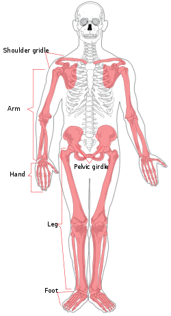 <p>Bones of the limbs and limb girdles that are attached to the axial skeleton</p>