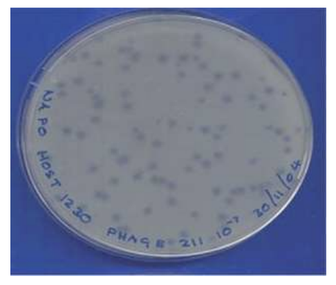 <p>Explain how<strong> Twort and d’Herelle studied bacteriophages</strong></p>