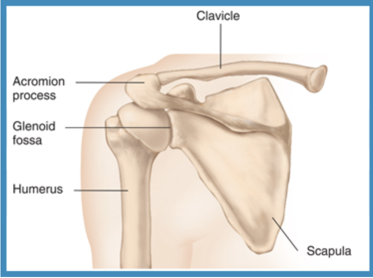 * Also referred to as the shoulder girdle
* Consists of:
  * Two scapulae (shoulder blades)
    * Flat, triangular bones held to the rib cage by powerful muscles that buffer it against injury
  * Two clavicles (collarbones)
    * Slender, S-shaped bones attached by ligaments to the sternum on one end and to the acromion process on the other
    * Act as a strut to keep the shoulder propped up
    * Because they are slender and very exposed, these bones are vulnerable to injury.