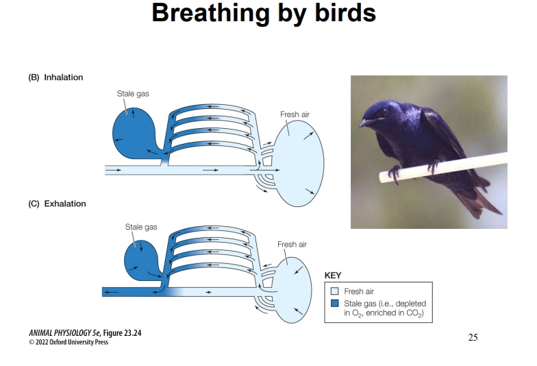 <ul><li><p>Inhalation:</p><ul><li><p>Fresh air enters through the trachea.</p></li><li><p>It bypasses the lungs and goes into the posterior air sacs (fresh air reservoir).</p></li><li><p>At the same time, stale air already in the lungs moves into the anterior air sacs (ready to be exhaled).</p></li></ul></li><li><p>Exhalation:</p><ul><li><p>The posterior sacs contract, pushing fresh air through the lungs, where gas exchange occurs (oxygen into blood, CO₂ out).</p></li><li><p>The anterior sacs also contract, pushing stale air out through the trachea and out of the bird’s body.</p></li></ul></li></ul><p></p>