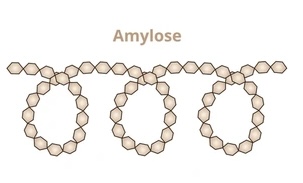 <p>Describe the structure of amylose (starch)</p>