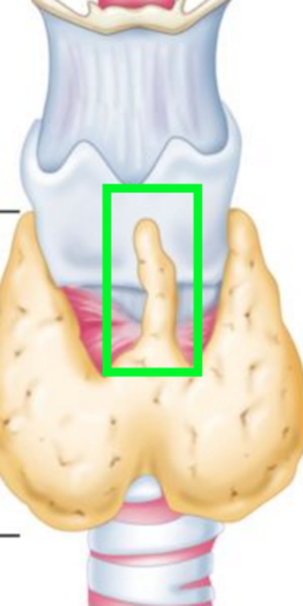 <p>remanent of thyroglossal duct from the development of the thyroid gland (only in 40% of ppl)</p>