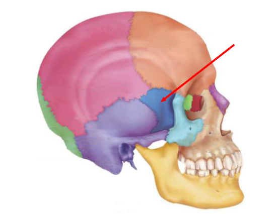 The bone indicated in the picture of the lateral skull is the______bone.