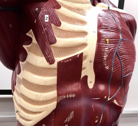 <p>Name these 2 muscles. </p>