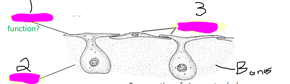 <p>Name these</p><p>(sponges)</p>