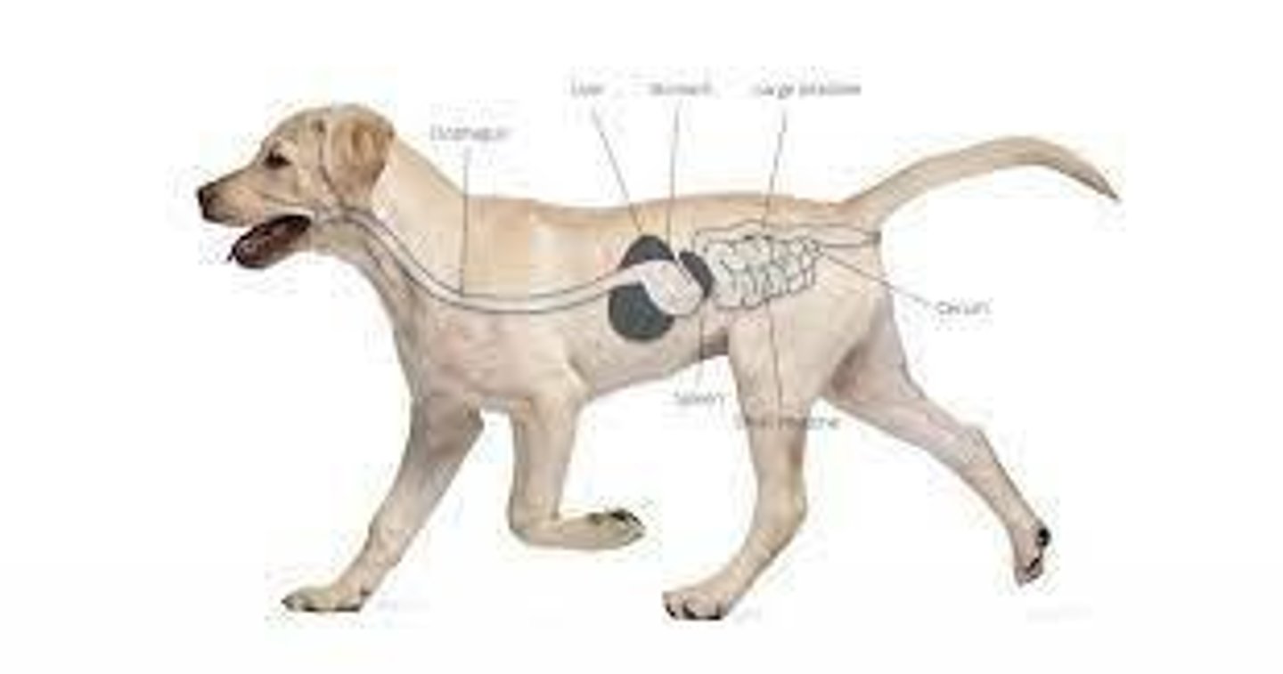 <p>The process of moving ingesta through the gastrointestinal tract.</p>