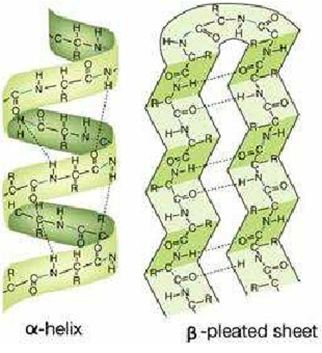 <p>Skapes når deler av proteinet folder seg. Den blir til ved at det oppstår hydrogenbindinger mellom atomer i peptidkjedenes ryggrad. To typer: Alfaheliks og Betaplater</p>