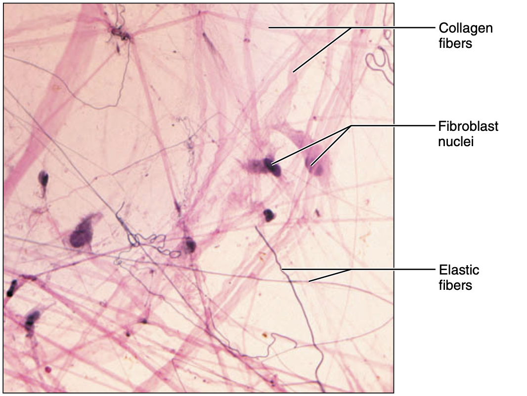 <p>loose connective tissue areolar </p>