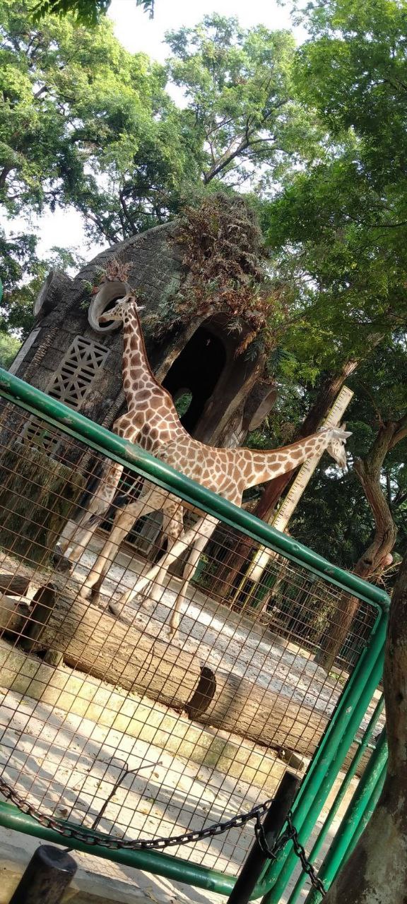 <p><em>Zoo.</em></p>